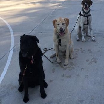 Clever Paws Dog Training - Pet Training Near Me Clever Paws Dog Training - Pet Training Near Me