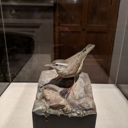 Mass Audubon - Artwork on display from the Mass Audubon Collection