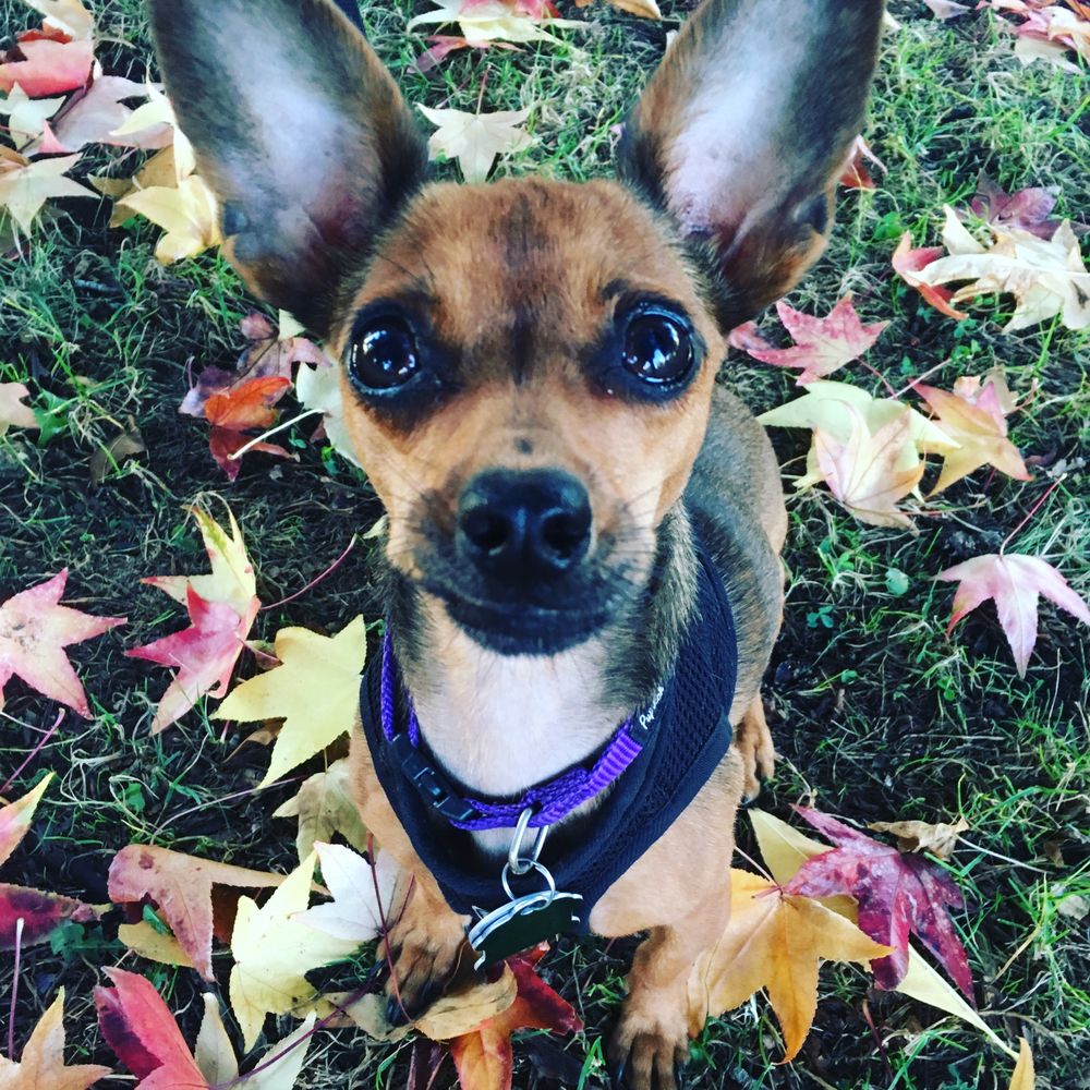 Meet the German Shepherd Chihuahua Mix - Rocky Kanaka, image size:1000x1000