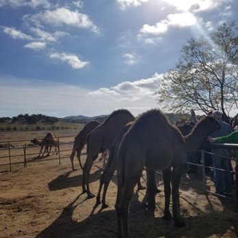Oasis Camel Dairy - Attraction Farms Near Me - Ramona, California Oasis Camel Dairy - Attraction Farms Near Me - Ramona, California