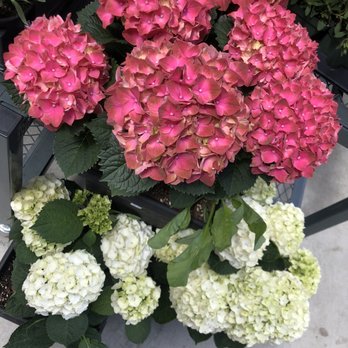 PlantShed - Hydrangeas - Florists Near Me - New York, New York PlantShed - Hydrangeas - Florists Near Me - New York, New York