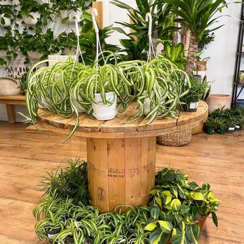 Tiny Greenhouse - Spider plants and silver stripe(? Or brasil idk lol) - Nurseries & Gardening Near Me - Brick, New Jersey
