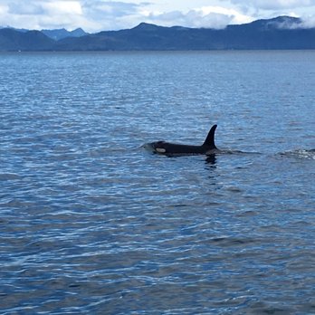 Lu-Lu Belle Glacier Wildlife Cruises - Boat Tours Near Me - Valdez, Alaska Lu-Lu Belle Glacier Wildlife Cruises - Boat Tours Near Me - Valdez, Alaska