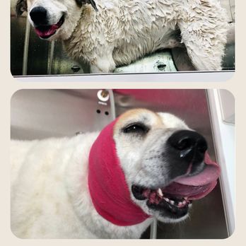 Bow Tie Mobile Pet Grooming - The Furry Royale, ultimate spa treatment! - Pet Groomers Near Me Bow Tie Mobile Pet Grooming - The Furry Royale, ultimate spa treatment! - Pet Groomers Near Me