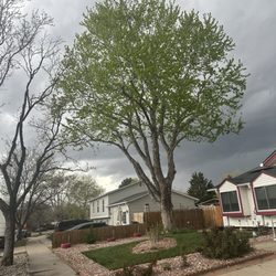 Canales Tree Service - I've never seen the tree look so good! Highly professional, they even left my law spotless.