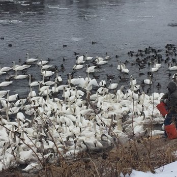 swan Park - Parks Near Me - Monticello, Minnesota swan Park - Parks Near Me - Monticello, Minnesota