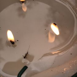 Crystal Lake Campground - The skeeters DGAF!! This guy went into the citronella candle!?!