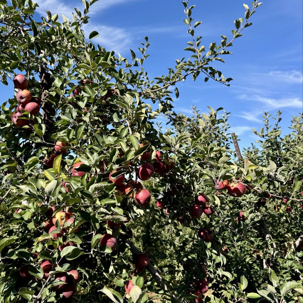 Carter Mountain Orchard - Winesap - Pick Your Own Farms Near Me - Charlottesville, Virginia Carter Mountain Orchard - Winesap - Pick Your Own Farms Near Me - Charlottesville, Virginia