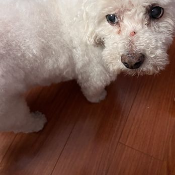 Reese's Rainbow Mobile Pet Salon - Pet Groomers Near Me