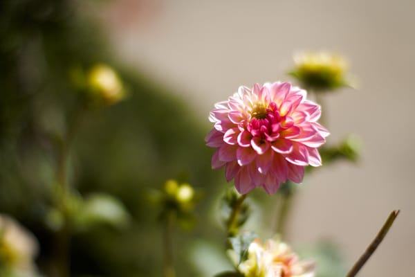 C & S Nursery by null