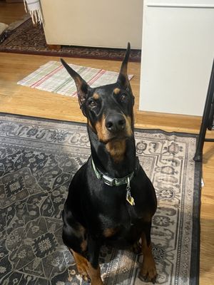 River Shannon by null