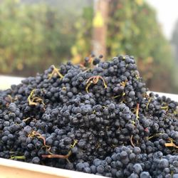 Shumaker Vineyards