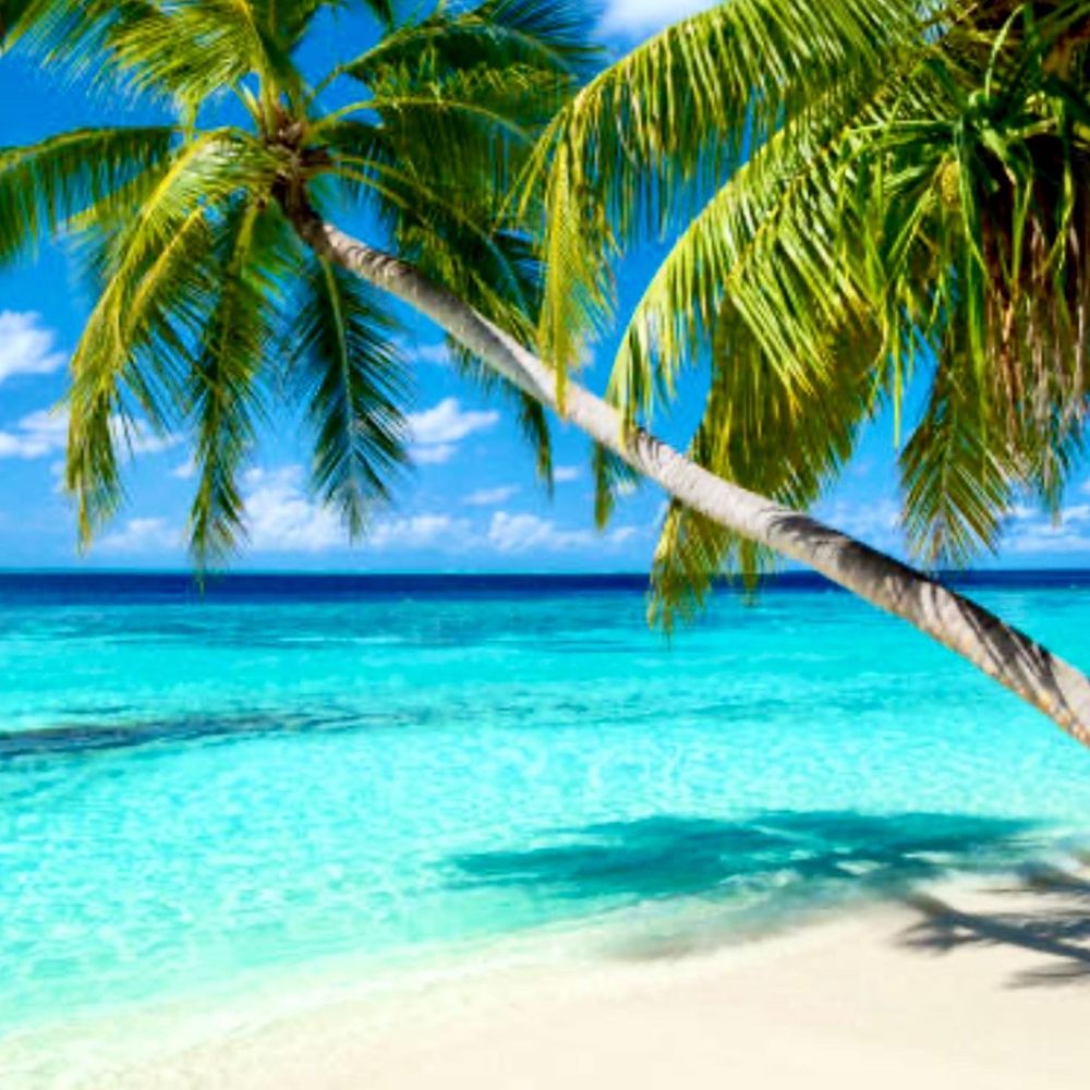 PARADISE SALON & DAY SPA - Request an Appointment - 1294 Broughton St