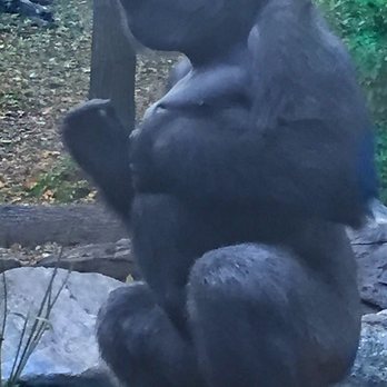 Bronx Zoo - A proud chest pound - very cool - Zoos Near Me - Bronx, New York