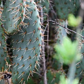 Caroline Park - Thorny Paddle Cacti - Parks Near Me - Redlands, California Caroline Park - Thorny Paddle Cacti - Parks Near Me - Redlands, California