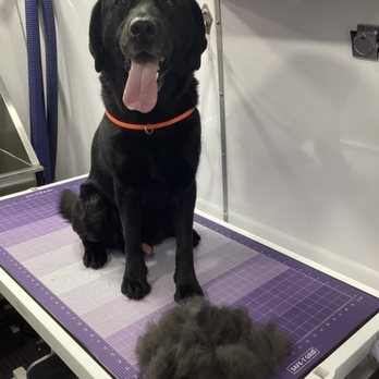 Curt's Mobile Grooming - Max - Pet Groomers Near Me Curt's Mobile Grooming - Max - Pet Groomers Near Me