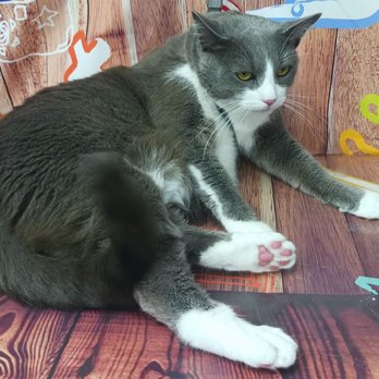 Live Love Pet - Ivan - Pet Groomers Near Me - Honolulu, Hawaii Live Love Pet - Ivan - Pet Groomers Near Me - Honolulu, Hawaii