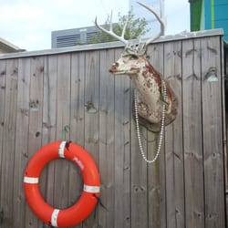 Bridge Bait - The buck guarding the parking lot at Bridge Bait.