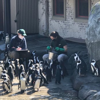 Maryland Zoo in Baltimore - Penguin feeding time. - Zoos Near Me - Baltimore, Maryland