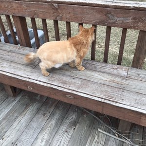 PET SUPPLIES PLUS WASHINGTON TWP. - 50 Photos - Pet Stores - 64920 Van Dyke Rd, Washington Twp PET SUPPLIES PLUS WASHINGTON TWP. - 50 Photos - Pet Stores - 64920 Van Dyke Rd, Washington Twp