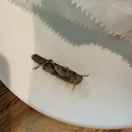 Literally pulled a grasshopper out of my cava bowl