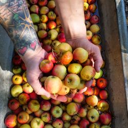 Ethic Cider