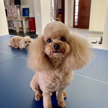 Pretty Pets Mobile Grooming - Same dog, different pose - Pet Groomers Near Me Pretty Pets Mobile Grooming - Same dog, different pose - Pet Groomers Near Me