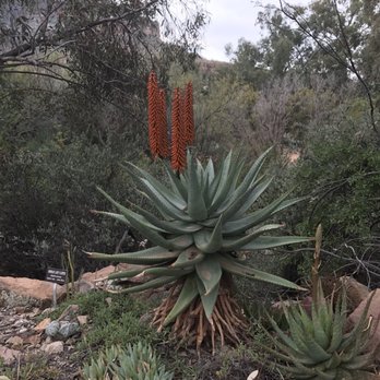 Boyce Thompson Arboretum - Botanical Gardens Near Me - Superior, Arizona Boyce Thompson Arboretum - Botanical Gardens Near Me - Superior, Arizona