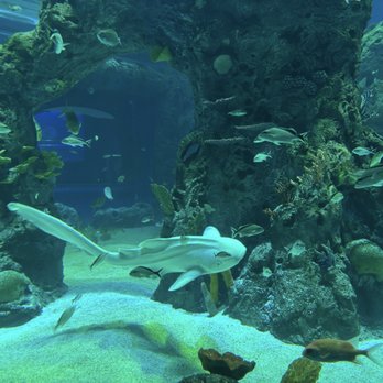 Mississippi Aquarium - A shark - Aquariums Near Me - Gulfport, Mississippi