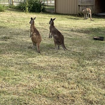 Tupelo Buffalo Park and Zoo - Kangaroos with babies - Zoos Near Me - Tupelo, Mississippi Tupelo Buffalo Park and Zoo - Kangaroos with babies - Zoos Near Me - Tupelo, Mississippi
