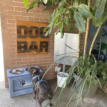 Island Dog - Cooling off at the dog bar - Pet Stores Near Me - Saint Simons Island, Georgia Island Dog - Cooling off at the dog bar - Pet Stores Near Me - Saint Simons Island, Georgia
