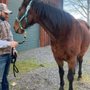 Photo of Horse Trailer For Rent