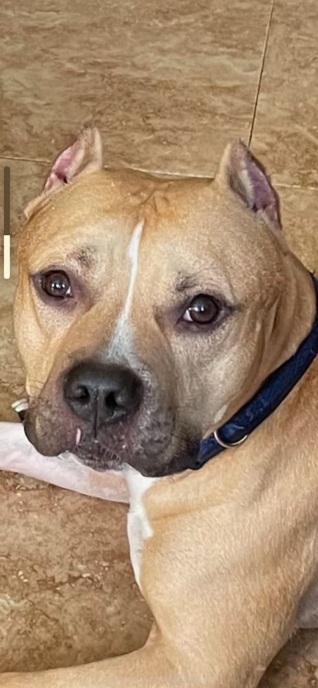 Shaw Family Notarial Services - social services organization in Lakeland, FL