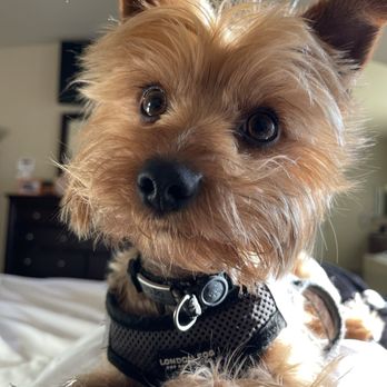 PetSmart - Jojo - Pet Training Near Me - Rio Rancho, New Mexico