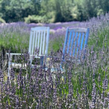 Lavender Connection - Chairs in the field - Gift Shops Near Me - Sequim, Washington Lavender Connection - Chairs in the field - Gift Shops Near Me - Sequim, Washington