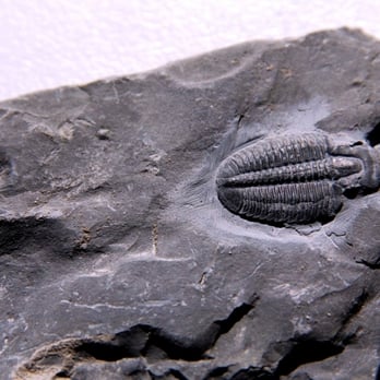 U-Dig Fossils - Hobby Shops Near Me - Delta, Utah U-Dig Fossils - Hobby Shops Near Me - Delta, Utah