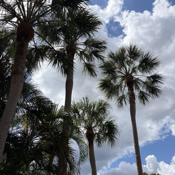 Harley's Tree Service - Front palms after - Tree Services Near Me