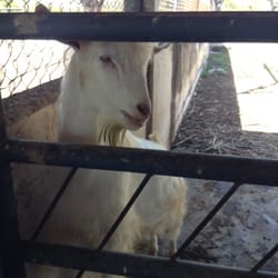 Campus de Ciencias Biológicas y Agropecuarias UADY - Un lindo cabrito posando