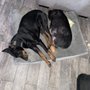 Photo of Pinnacle Protection Dogs