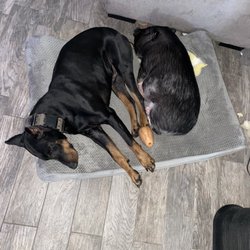 Pinnacle Protection Dogs