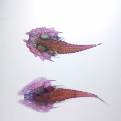 National Museum of Marine Biology & Aquarium by null
