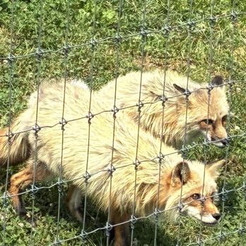 Penn's Cave & Wildlife Park - What does the fox say? - Historical Tours Near Me - Centre Hall, Pennsylvania