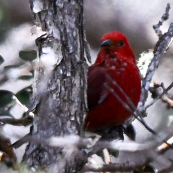 Hawaii Bird Tours - Tours Near Me