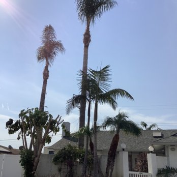 Jorge Salinas Tree Service - Palms - Tree Services Near Me - Ventura, California