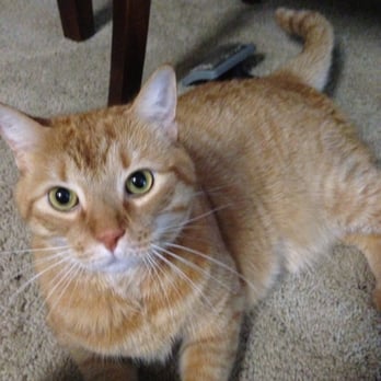 Ace Pet Care - Pet Sitting Near Me - Austin, Texas Ace Pet Care - Pet Sitting Near Me - Austin, Texas