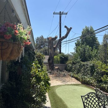 Happy's Tree Services - Close proximity to power lines. - Tree Services Near Me - Whittier , California Happy's Tree Services - Close proximity to power lines. - Tree Services Near Me - Whittier , California