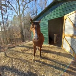 Emerald  Valley Stables and Equine Therapy