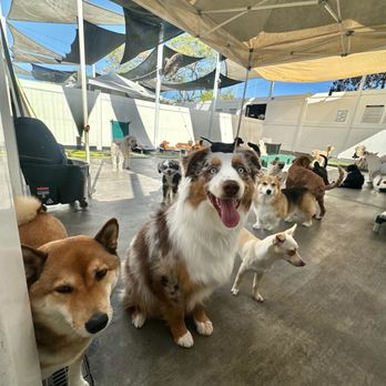 Dog Days - Pup - Dog Walkers Near Me - San Diego, California