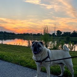 370 Lakeside Park - Sunset dog walk