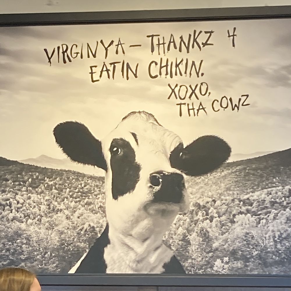 ows a cow in a field ows a cow in a field